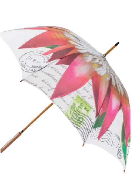 Umbrella Protea Red